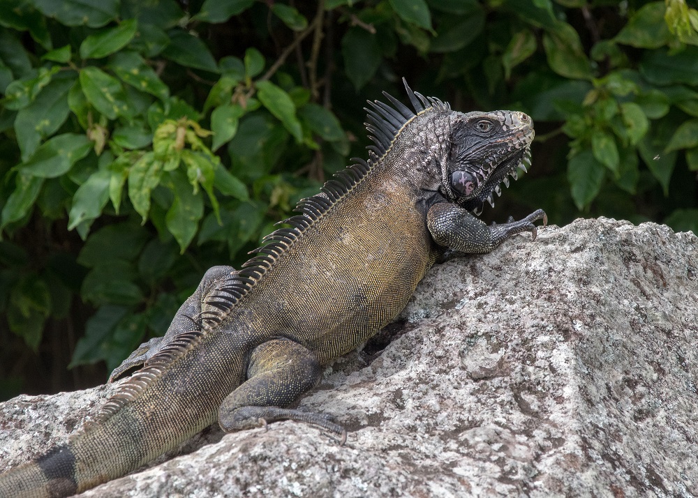 Faster Recognition Of Non-native Iguanas On Saba Helps Caribbean ...